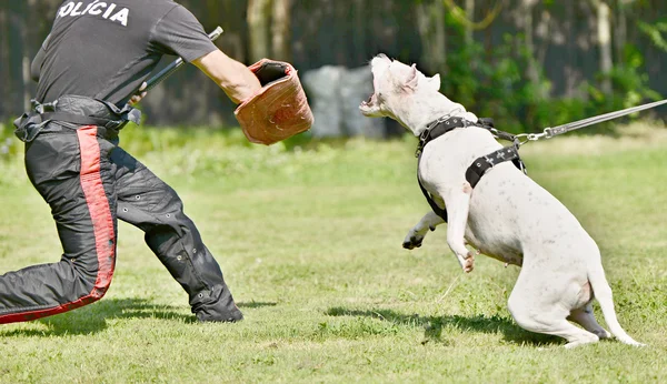 Szkolenie psów — Zdjęcie stockowe