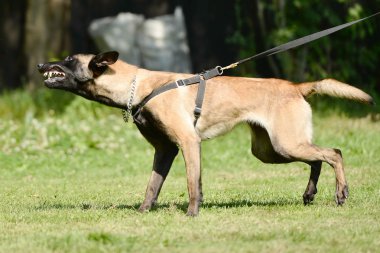 köpek eğitimi