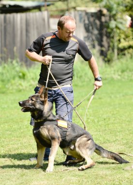 köpek eğitimi