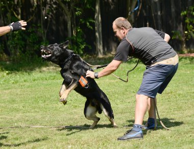 köpek eğitimi