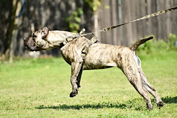 Treinamento de cães — Fotografia de Stock