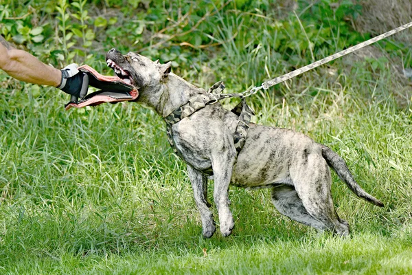Hundetraining — Stockfoto