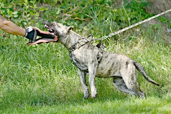 Treinamento de cães — Fotografia de Stock