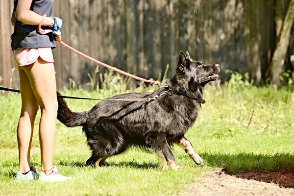 Dog training — Stock Photo, Image