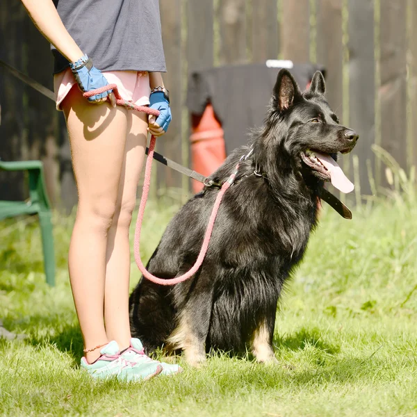 Entrenamiento de perros — Foto de Stock