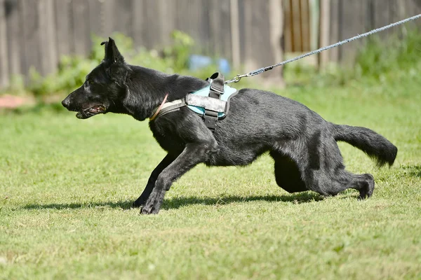 Entrenamiento de perros —  Fotos de Stock