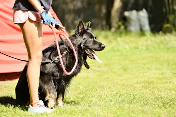 Opleiding van de hond — Stockfoto