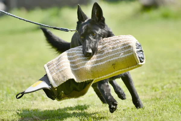 Opleiding van de hond — Stockfoto