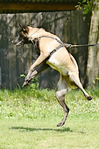 Výcvik psů — Stock fotografie