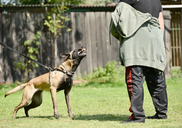 Entrenamiento de perros — Foto de Stock