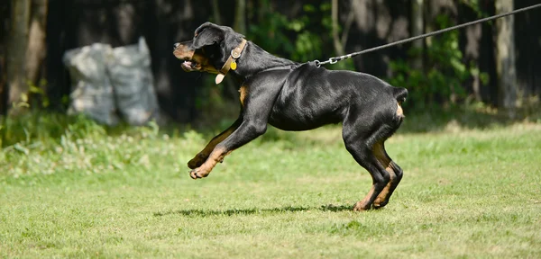 Formazione per cani — Foto Stock