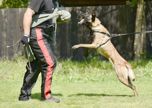 Treinamento de cães — Fotografia de Stock