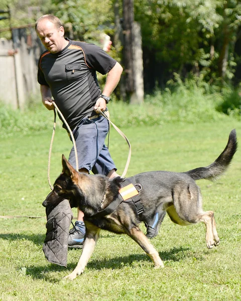 Treinamento de cães — Fotografia de Stock