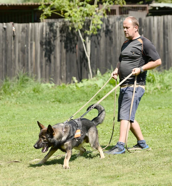 Treinamento de cães — Fotografia de Stock