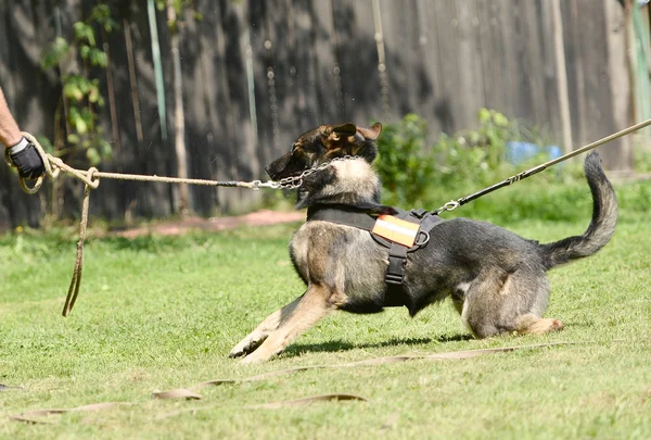 Dog training — Stock Photo, Image