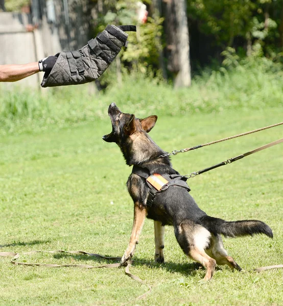 Köpek eğitimi — Stok fotoğraf