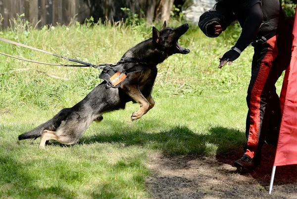 Opleiding van de hond — Stockfoto