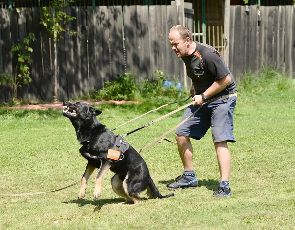 Dog Training — Stock Photo, Image