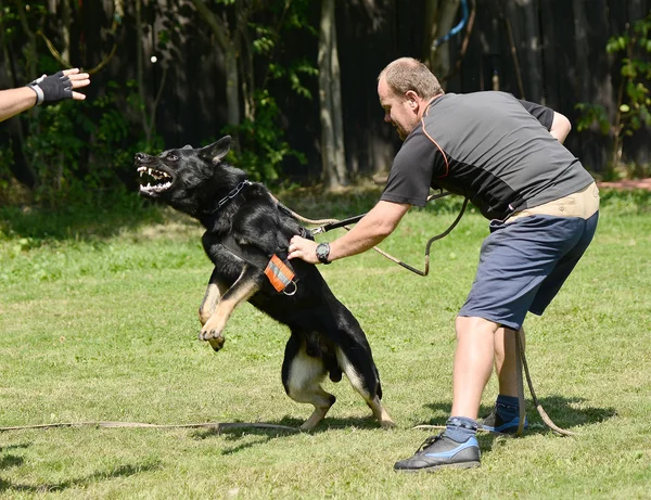 Hundetraining — Stockfoto