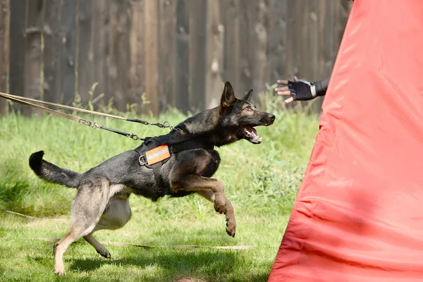 Hundetraining — Stockfoto