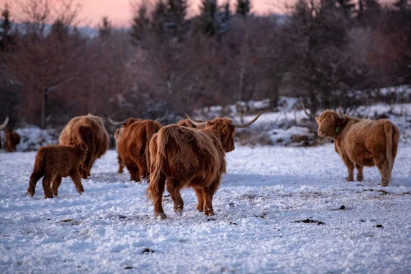 Portrait Scottish Highland Cow — Stock Photo, Image