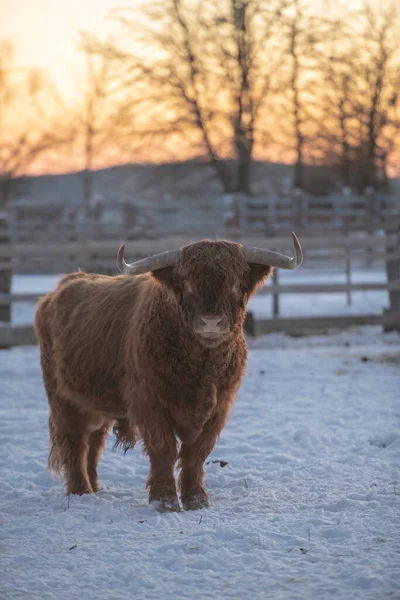 Ritratto Mucca Scozzese — Foto Stock