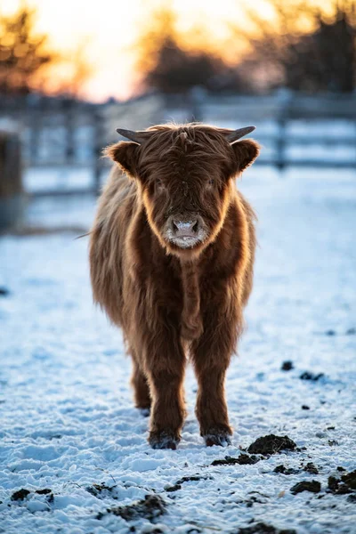 スコットランドの高地牛の肖像画 — ストック写真