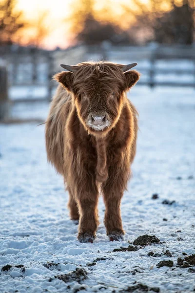 Portrét Skotské Horské Krávy — Stock fotografie