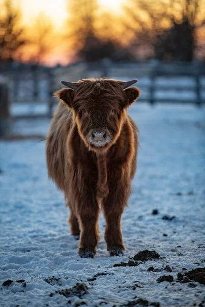 Portrét Skotské Horské Krávy — Stock fotografie