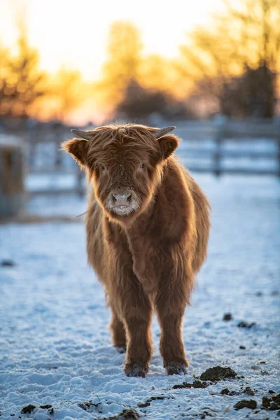 Portrait Scottish Highland Cow — Stock Photo, Image