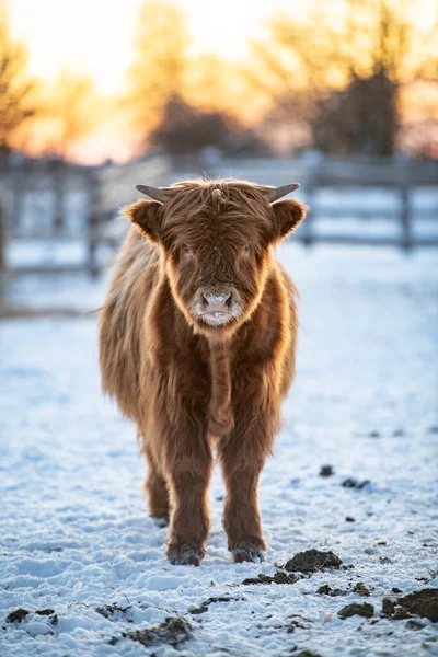Portrait Scottish Highland Cow — Stock Photo, Image