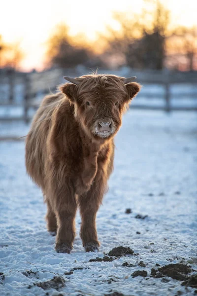 Retrato Una Vaca Montaña Escocesa —  Fotos de Stock