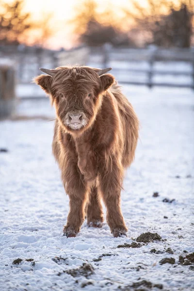 Portrait Une Vache Écossaise Des Hautes Terres — Photo