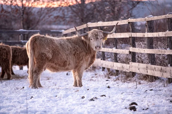 Portrait Scottish Highland Cow — Stock Photo, Image