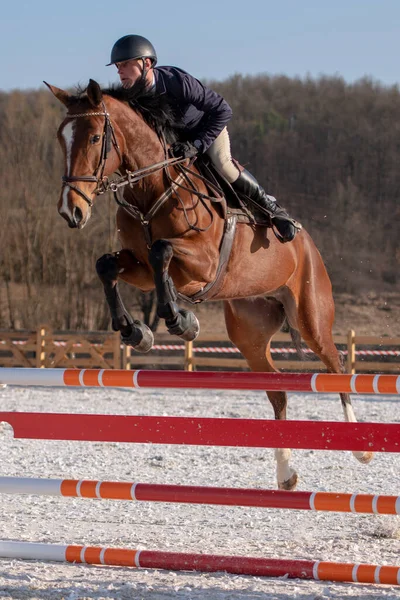 Hästsport Hästhoppning Hoppning Ridning Tema Foto — Stockfoto