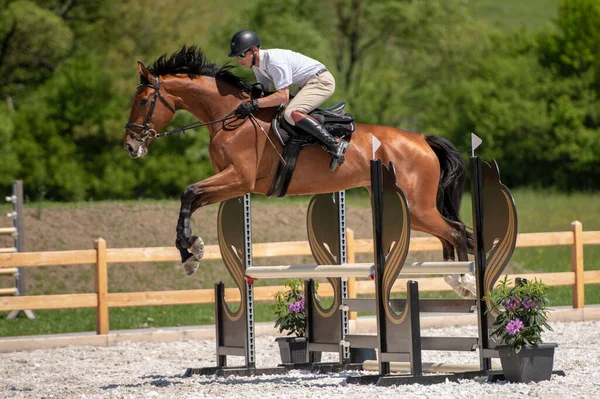 Horse Jumping Equestrian Sports Show Jumping Themed Photo — Stock Photo, Image