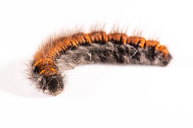 Macrothylacia rubi, fox güve, tırtıl