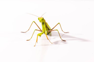 dişi peygamberdevesi Avrupa veya peygamber devesi, beyaz arka plan önünde mantis bileğinde