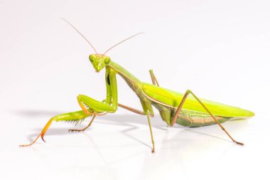 dişi peygamberdevesi Avrupa veya peygamber devesi, beyaz arka plan önünde mantis bileğinde