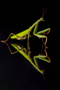 dişi peygamberdevesi Avrupa veya peygamber devesi, beyaz arka plan önünde mantis bileğinde