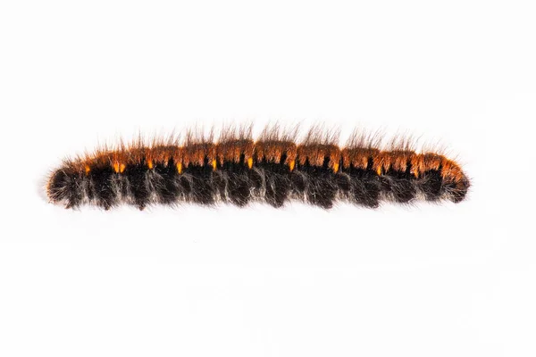 Macrothylacia Rubi Fox Ćma Caterpillar — Zdjęcie stockowe