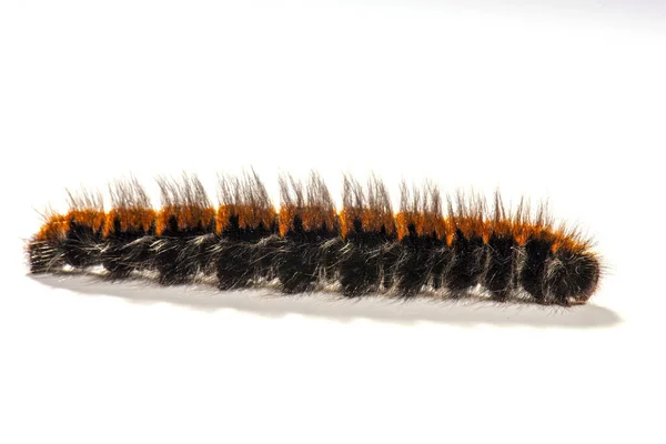 Macrothylacia Rubi Fox Moth Caterpillar — Stockfoto