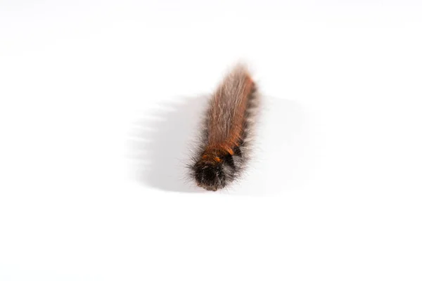 Veelvraat Fox Nachtvlinder Caterpillar — Stockfoto