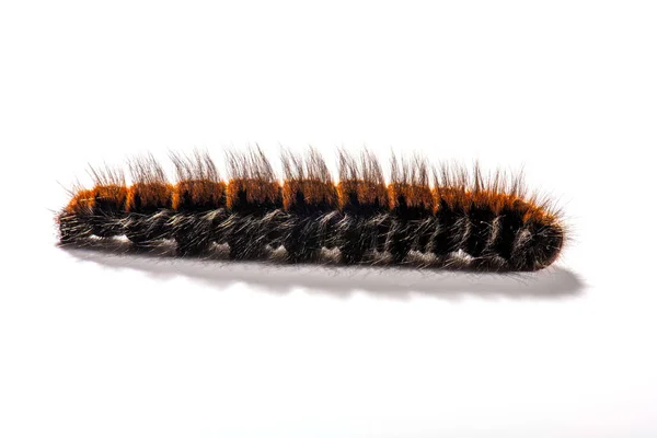 Macrothylacia Rubi Fox Ćma Caterpillar — Zdjęcie stockowe