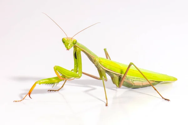 Female European Mantis Praying Mantis Mantis Religiosa Front White Background — Stock Photo, Image