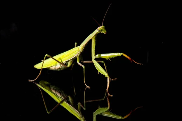 Female European Mantis or Praying Mantis, Mantis religiosa, in front of white background