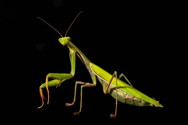 Female European Mantis or Praying Mantis, Mantis religiosa, in front of white background