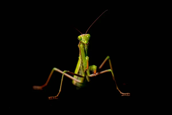 Mantis Europea Femenina Mantis Orante Mantis Religiosa Frente Fondo Blanco — Foto de Stock