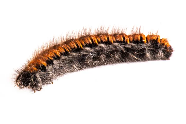 Macrothylacia Rubi Fox Moth Caterpillar Stock Image