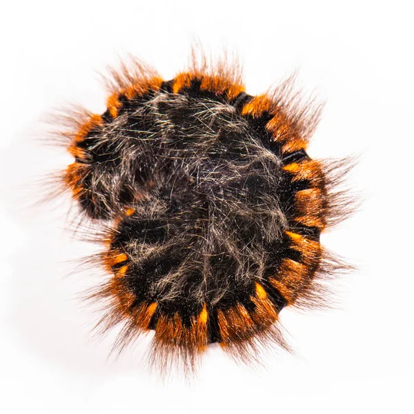 Macrothylacia Rubi Fox Moth Caterpillar Royalty Free Stock Photos